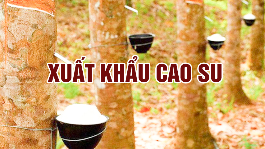 xuat khau cao su